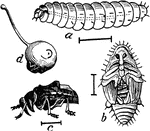 This illustration shows the different stages of the plum tree curculio. a, the larva; b, the pupa; c, the beetle; d, curculio.