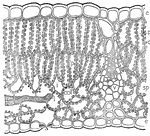 This illustration shows a stem of a plant. e; epidermis; s, stoma; p, palisade mesophyll; ch, chloroplast; sp, spongy mesophyll; i, intercellular spaces; v, small vein cut across; l, end of vein seen from the side, sonsisting of elongated and banded cells.
