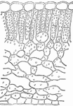 This illustration shows a section of the leaf of skunk cabbage, Spathyema. Note the poorly developed palisade tissue and the loose arrangement of the cells of this plant which lives in moist, shaded places.