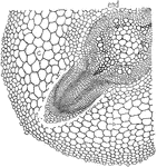 This illustration shows a cross-section of a root of lupine showing the origin of the lateral rootlets.