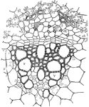 This illustration shows a vascular bundle enlarged: x, xylem; v, vessels or ducts; p, phloem; s, sieve tube; ac, accompanying cell; c, cambium; st, stereome.