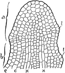 This illustration shows the longitudinal section of the tip of a growing stem: e, epidermis extending over surface of the entire tip; a, formative region; b, upper portion of the zone of elongation; c, cortex; x, cells of the central region that by further growth form the vascular bundles; l, first appearance of the leaves.
