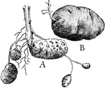 This illustration shows the formation of tubers: A, old potato or tuber with two shoots reaching up into the air and from the base of these shoots, rhizomes have been formed that are developing new tubers. B, mature tuber with spirally arranged buds, the so-called "eyes" of the potato.