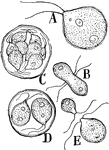 This illustration shows the features in the life history of Chlamydomonas: A, character of the motile plant. B, conjugation of isogamous gametes. C, a plant dividing to form numerous small male gametes. D, a plant forming two large female gametes. E, male and female gametes about to conjugate.