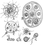 This illustration shows the features in the life history of Pandorina: A, a colony of plants. B, each plant of the colony dividing to form a new colony. C, the plants of a colony escaping as gametes. D, the conjugation of two gametes of unequal size. E, later stage in the conjugation. F, gametospore or resting spore. G, Large zoospore formed from the gametospore. H, a colony formed by the division of the zoospore, G.