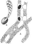 This illustration shows the sexual reproduction of Spirogyra: A, in lower portion of figure formation of the tubes between the opposite cells of the filaments is shown. Above the contents of two cells have united with two cells of another filament, forming two gametospores. B, germination of a gametospore.