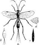 A genus of ichneumon flies.
