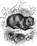 A genus of small rodents with small ears, a mere stump for a tail, and lengthened hind limbs.