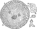 This illustration shows further development of the ascocarp: A, sectional view, showing the branches, s, derived from the germinating gametospore, that are forming numerous lateral branchlets. B, one of the branchlets enlarged, showing how it divides into cells which round off, forming the asci, as. C, ascospore. D, germinating ascspore.