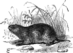 Usually 8 to 10 inches long with a tail 2 to 3 inches in length, small eyes, rudimentary ears and a stout form.