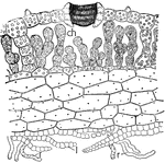 This illustration shows a section through the center of the thallus of Marchantia, showing one of the air chambers and chimney-like pores in the epidermis-ch, palisade-like chlorenchyma arising from bottom of air chamber. The lower cells of the thallus are nearly colorless and filled with watery solutions or mucilage. r, rhizoids; l, leaf-like plates of cells.
