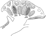 This illustration shows a section of a young antheridial branch: an, antheridia sunken in cavities of the branch, which is also provided with air chambers similar to those of the normal thallus. Some of the antheridia have discharged their gametes, as at x.