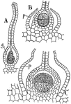 This illustration shows the germination of the gametospore: A, section of a mature archegonium with canal cells dissolved, thus forming a passageway to the large female gamete, g. B, sectional view of base of archegonium, showing the germinating gametospore in two-cell stage. The perianth, p, is seen growing up about the archegonium. C, later stage in growth of the gametospore. The lower cell shown in B is forming stalk cells, while the outer cell has produced densely granular cells that will later by further division form spore mother cells and elaters.