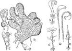This illustration shows the germination of the spore Sphagnum: A, early growth of the spore. B, later development-sp, spore; b, bud developing into moss plant. C, margin of the thallus, showing the origin of the bud.