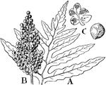 This illustration shows the sensitive fern, Onoclea: A, portion of normal green leaf. B, a spore-bearing leaf. C, two views of one of the round lobes of B, showing the veins and the sori on inner side of the lobe.