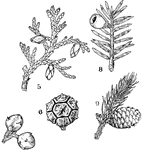 This illustration shows some common examples of Pinales: 5, Thuja or arbor vitae. 6, Strobilus, of Chamaecyparis or southern white cedar. 7, strobilus of Juniperus or red cedar with fleshy scales fused into a berry-like fruit. 8, branch of Taxus or yew. The seeds are produced singly in the axils of leaves on short lateral branches and nearly enveloped by a thick fleshy cup that becomes bright red. 9. Picea or spruce.