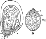 This illustration shows the structure of dicotyledonous seeds: A, nearly mature seed of Lepidium. The embryo consists of the hypocotyl, hy, ending below in the root, r, and the root cap and above the epicotly, pl. Two cotyledons, c; arise laterall from the stem; f, funiculus; mi, micropyle; in, integuments, en, remains of endosperm. B, section of seed of water lily-e, embryo with two cotyledons attached laterally to the minute stem of the embryo and surrounded by a layer of endosperm cells; mg, sporangial cells or perisperm; i, integument.