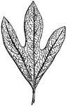 A leaf in a wedge shape. Truncate at one end and tapering to a point at another.
