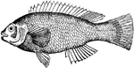 The blue perch. Up to 12 inches in length and having about 18 dorsal spines, conical teeth in several rows, seperate preoperculum, and scaly cheeks and opercles.
