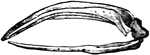 This illustration shows the jaw of a Greenland Whale. The Greenland Whale uses this massive jaw to filter food from water while it swims.