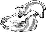 This illustration shows the skull of a tapir. Tapirs are large browsing animals, roughly pig-like in shape but with short, prehensile trunks and large front overbites.