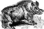 The Wild Boar is the wild ancestor of the domesticated pig. It lives in woodlands in central Europe, the southern united states, the Mediterranean regions, across souther Asia and as far as Indonesia.
