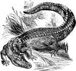 Alligators live in freshwater environments, such as ponds, marshes, rivers, and swamps.