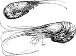 Small, swimming, decapod crustaceans classified in the infraorder Caridea, found widely around the world in both fresh and salt water.
