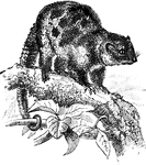 A genus of marsupial quadrupeds of the Australian and Papuan islands.