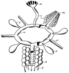 This diagram shows a portion of the water-vascular system of the starfish. a, ampullae; f, ambulacral feet; m, madreporic body; p, polian vesicles; r.c., ring canal, with the upper portion removed at the right of the figure; r.t., radical water tubes; s, stone canal.