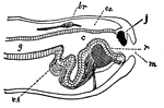 Diagram of the mouth of a snail, showing the lingual ribbon. br, brain; c, buccal cavity; co., caelom; g, gullet; j, jaw, against which the radula works; m, mouth; r., radula; r.s., radula sac, in which the radula is renewed as it is worn away in front.