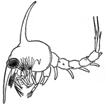 The first free-swimming larval stage of crustaceans.