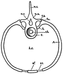This is a diagram of a trunk vertebra in a mammal. c, centrum; ch., position originally occupied by the notochord; h., head of the rib; h.c., haemal cavity; n.a., neural arch; n.c., neural canal; n.s., neural spine; r., rib; st., sternum; s.c., sternal cartilage uniting ribs and sternum; t.p., transverse process of vertebra; tu., tuberole of rib.