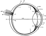 This diagram shows a side view of the right eye of man. a.c., central artery; a.h., aqueous humor; b., blind spot, the entrance of the optic nerve; c, conjunctiva; ch., choroid layer of the eye-ball; c.l., crystalline lens; c.m.c., circular fibers of the ciliary muscles; c.m.r., radial fibers of the ciliary muscles; co., cornea, the transparent portion of the sclerotic; c.p., ciliary process; c.s., canal of Schlemm, a lymphatic vessel; fo., fovea centralis, the point of clearest vision; o.n., optic nerve; o.s., ora serrata, the anterior wavy margin of the visual portion of the retina; r, the retinal layer; sc., sclerotic layer; sh., sheath of theoptic nerve; v.h., vitreous humor.