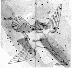 An ancient nothern constellationn representing a bird called a swan.