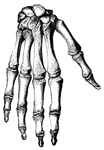 This diagram shows the bones of the hand and of the wrist.