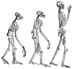 This diagram shows the skeletons of an Orang, Chimpanzee, and a Man.