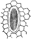 This is an illustration of raphide from an Arum, contained in a large cell.
