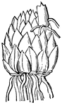 This illustration shows the scaly bulb of a Lily. Lilies are showy and large flowered plants that are very important as garden plants, and in literature.