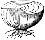 This illustration shows a section of a tunicated bulb of the onion.