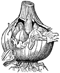 This illustration shows a bulb of garlic, with a crop of young bulbs.