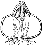 This illustration shows the verticle section of the corm of cocus; a, new buds.
