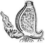 This illustration shows the verticle section of the corm of colchicum, with the withered corm of the preceding (a), and the forming one (c) for the ensuing year.
