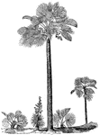This illustration shows the Chamaerops Palmetto, in various stages, and the Yucca Draconis.