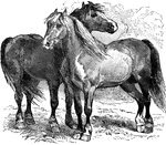Horses have long played an important role in transportation, whether ridden or used for pulling vehicles.