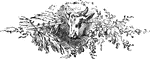 This illustration shows the head of a cow surrounded by a floral arrangement.