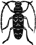 A genus of longicorn beetles.