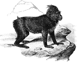 A large black tail&mdashless monkey, commonly called an ape on account of its general aspect.