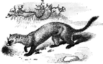 A black footed ferret commonly found in North America.