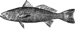 A type of fish.